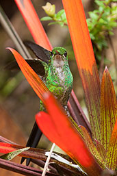 Female Empress Brilliant, Cerro Montezuma, Tatamá, Risaralda, Colombia, April 2012 - click for larger image