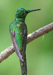 Empress Brilliant, Amagusa Reserve, Pichincha, Ecuador, November 2019 - click for larger image