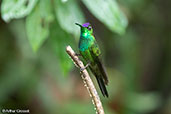 Violet-fronted Brilliant, Aguas Verdes, San Martin, Peru, September 2018 - click for larger image