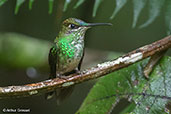 Violet-fronted Brilliant, Huembo, Amazonas, Peru, September 2018 - click for larger image