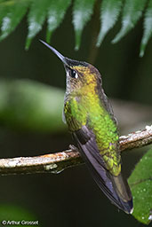 Violet-fronted Brilliant, Huembo, Amazonas, Peru, September 2018 - click for larger image