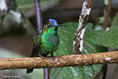 Violet-fronted Brilliant, Huembo, Amazonas, Peru, September 2018 - click for larger image
