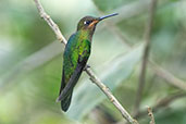 Violet-fronted Brilliant, Cabanas San Isidro, Napo, Ecuador, November 2019 - click for larger image