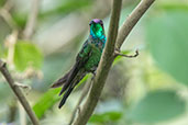 Violet-fronted Brilliant, Cabanas San Isidro, Napo, Ecuador, November 2019 - click for larger image