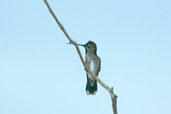 Female Long-billed Starthroat, Caseara, Tocantins, Brazil, January 2002 - click for larger image
