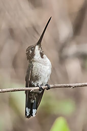 Female Long-billed Starthroat, Minca, Colombia, April 2012 - click for larger image