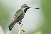 Female Long-billed Starthroat, Minca, Colombia, April 2012 - click for larger image