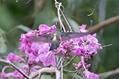 Long-billed Starthroat, Quebrada Upaqhehua, San Martin, October 2018 - click for larger image