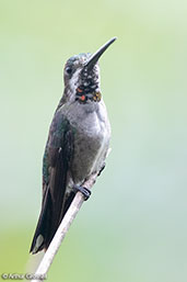 Long-billed Starthroat, Waqanki Lodge, San Martin, Peru, October 2018 - click for larger image