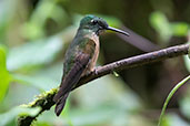 Fawn-breasted Brilliant, Setimo Paraiso, Pichincha, Ecuador, November 2019 - click for larger image