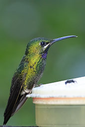 Black-throated Brilliant, Wildsumaco Lodge, Napo, Ecuador, November 2019 - click for larger image