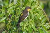 Male  Yellow-backed Tanager, north of Manaus, Brazil, August 2004 - click for larger image