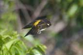 Male  Yellow-backed Tanager, north of Manaus, Brazil, August 2004 - click for larger image