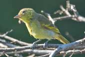 Female  Yellow-backed Tanager, north of Manaus, Brazil, August 2004 - click for larger image