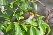 Male  Yellow-backed Tanager, north of Manaus, Brazil, August 2004 - click for larger image