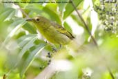 Female  Yellow-backed Tanager, Sauipe, Bahia, Brazil, October 2008 - click for larger image