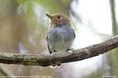 Fork-tailed Tody-tyrant, Boa Nova, Bahia, Brazil, October 2008 - click for larger image