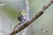 Fork-tailed Tody-tyrant, Boa Nova, Bahia, Brazil, October 2008 - click for larger image