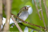 Fork-tailed Tody-tyrant, Bandeira, Minas Gerais, Brazil, October 2008 - click for larger image