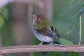 Fork-tailed Tody-tyrant, Boa Nova, Bahia, Brazil, July 2002 - click for larger image