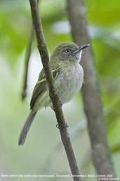 White-bellied Tody-tyrant, Tamandaré, Pernambuco, Brazil, October 2008 - click for larger image