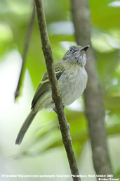 White-bellied Tody-tyrant, Tamandaré, Pernambuco, Brazil, October 2008 - click for larger image