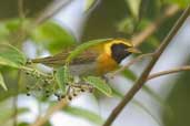 Male Guira Tanager, Murici, Alagoas, Brazil, March 2004 - click for larger image