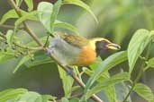 Male Guira Tanager, Murici, Alagoas, Brazil, March 2004 - click for larger image