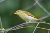 Female Guira Tanager, Murici, Alagoas, Brazil, March 2004 - click for larger image