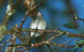 Pelzeln's Tody-tyrant, BR 174, Amazonas, Brazil, July 2001 - click for larger image