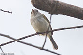 Pearly-vented Tody-tyrant, Quebrada Upaquehua, San Martin, Peru, October 2018 - click for larger image