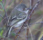 Pearly-vented Tody-tyrant, Chapada Diamantina, Bahia, Brazil, July 2002 - click for larger image