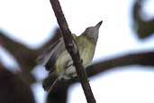 Zimmer's Tody-tyrant, Thaimaçu, Pará, Brazil, April 2003 - click for larger image