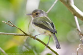 Buff-breasted Tody-Tyrant, Serra de Bauturité, Ceará, Brazil, October 2008 - click for larger image