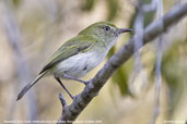 Hangnest Tody-Tyrant, Boa Nova, Bahia, Brazil, October 2008 - click for larger image