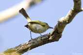 Hangnest Tody-Tyrant, Boa Nova, Bahia, Brazil, October 2008 - click for larger image