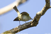 Hangnest Tody-Tyrant, Boa Nova, Bahia, Brazil, October 2008 - click for larger image