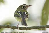 Eye-ringed Tody-tyrant, REGUA, Rio de Janeiro, Brazil, November 2006 - click for larger image