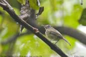 Eye-ringed Tody-tyrant, REGUA, Rio de Janeiro, Brazil, November 2006 - click for larger image