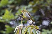 Rufous-headed Tanager, Serra da Canastra, Minas Gerais, Brazil, October 2022 - click for larger image
