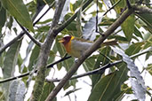 Rufous-headed Tanager, Joinville, Santa Catarina, Brazil, October 2022 - click for larger image