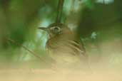 Stripe-necked Tody-tyrant, Januária, Minas Gerais, Brazil, February 2002 - click for larger image