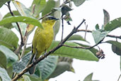 Superciliaried Hemispingus, Nevado de Ruiz, Caldas, Colombia, April 2012 - click for larger image