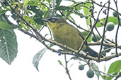 Superciliaried Hemispingus, Nevado de Ruiz, Caldas, Colombia, April 2012 - click for larger image