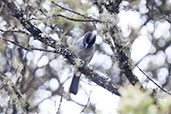 Black-headed Hemispingus, Montaña del Oso, Cundinamarca, Colombia, April 2012 - click for larger image