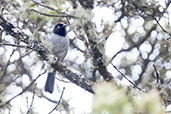 Black-headed Hemispingus, Montaña del Oso, Cundinamarca, Colombia, April 2012 - click for larger image