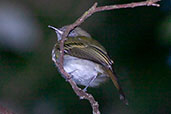 White-eyed Tody-tyrant, Thaima&ccedil;u, Par&aacute;, Brazil, April 2003 - click for larger image