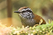 Grey-breasted Wood Wren, Cerro de Montezuma, Tatamá, Risaralda, Colombia, April 2012 - click for larger image