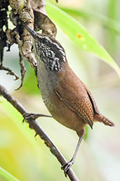 Grey-breasted Wood Wren, Cerro de Montezuma, Tatamá, Risaralda, Colombia, April 2012 - click for larger image