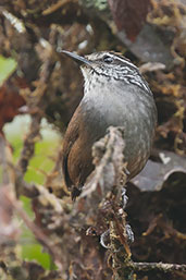 Munchique Wood-wren, Cerro de Montezuma, Tatamá, Risaralda, Colombia, April 2012 - click for larger image